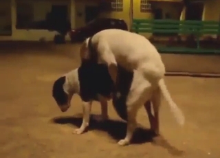 Fucktastic scene with two dogs going crazy