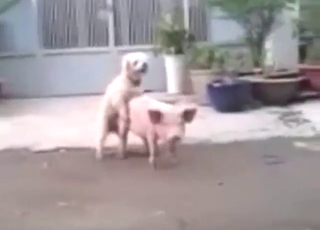 Zoo porn with dog on pig fuckery in HD quality
