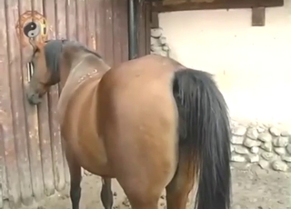 Fuck-ass mare wants to get fucked in heat