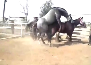 Horse on horse fucking with legit orgasms