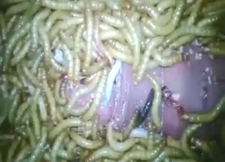 Zoophile porn with worms is the hottest thing