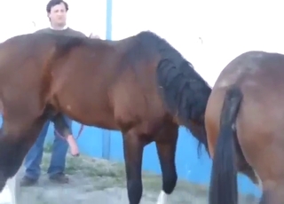 Savage bestiality porn with horse-on-horse sex