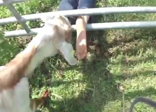 Girl with great feet lets the goat lick them good