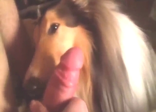 Hot POV zoo porn with a dog licking dick too