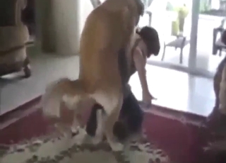 Zoo porn shows sexy dogs fucking the hottest gals