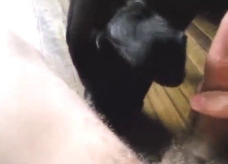 Crazy oral dog porn movie with a sexy beast