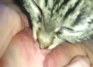 MILF lady gets licked by a sexy kitty in POV