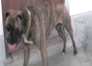 Zoo XXX shows a nice brown dog showing its dick