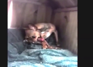 Nothing can stop a hot Chihuahua jack off sesh