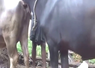 Buffalo bang with two sexy-looking beasts