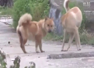 Hot fuck with dogs shows these beasts wildin'