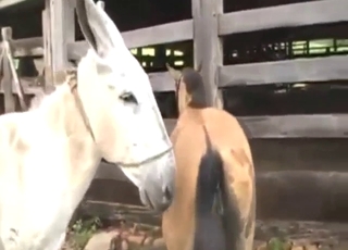 Zoophile hotness: donkey takes this gape to limit