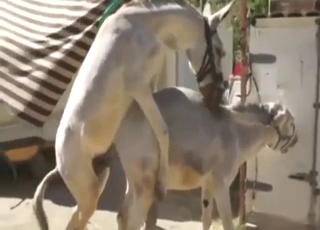 Donkey fucking with plenty of crazy doggystyle