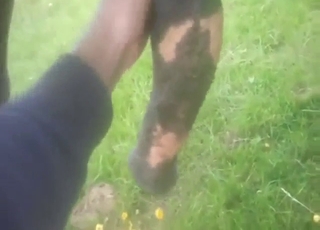 Horse is going to get a nice handjob from zoophile