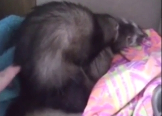 Ferret brings some frantic energy to hard fucking