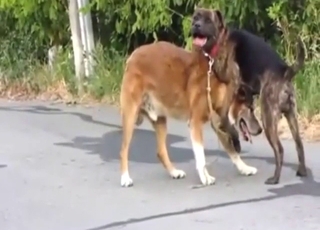 Gay dogs happily fucking outside by the road