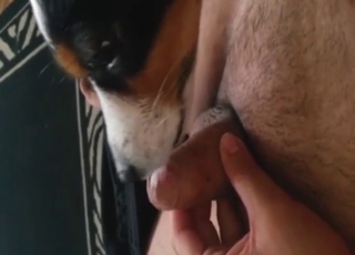 Dude is going to show why dog is such good sucker