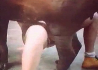 Nasty animal enjoying naughty things