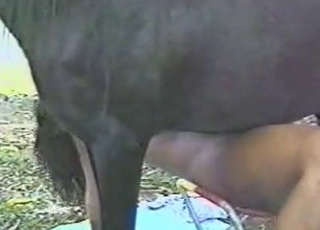 Stallion manages to seduce a Latina