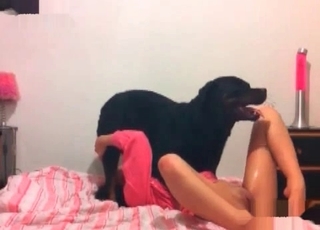 Dirty zoophile face-fucked by a horse