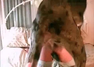 Owner gets fucked by a horny puppy