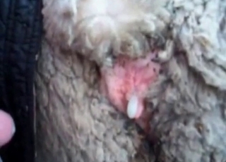 Anal fucking with a cute farm animal