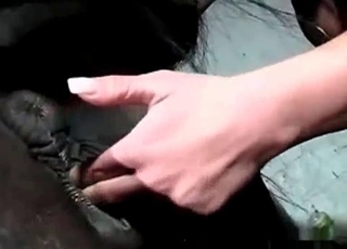 Farm fucking with an insane zoophile