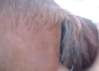 POV fucking session with a horny horse