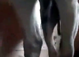 Insanely hot sex with a stallion