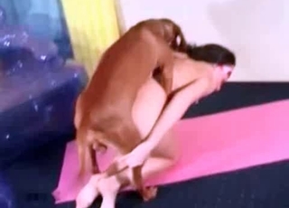 High-energy sex with an intense dog