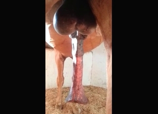 Dog showing off its goodies on cam