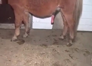 Hardcore fucking with a kinky horse