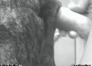 Great blowjob with a horny dog