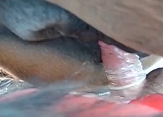 Condoms are important in bestiality