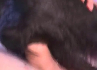 Horny dude fucking this dog's asshole