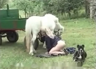 Animal cocks sucked by a beautiful zoophile